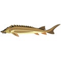 Vector rare sturgeon fish freshwater species illustration
