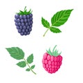 Vector raspberry and blackberry