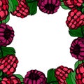 Vector Raspberry healthy food fresh berry isolated. Black and white engraved ink art. Frame border ornament square.