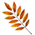 Vector realism of a stylized autumn leaf on a white backgroundCartoon