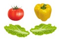 vector realism tracing tomato pepper and lettuce