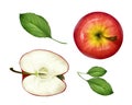 Vector realistic apple half, leaves set top view