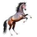 Vector realistic bay horse isolated Royalty Free Stock Photo
