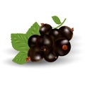 Vector Realistic Black Currant With Leaves Isolated On A White Background.