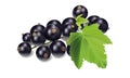 Vector realistic black currant with leaves.