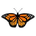 Vector realistic butterfly Monarch