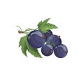 Vector realistic cartoon currant icon. Sweet blue berries on a branch.