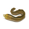 Vector realistic conger eel marine snake 3d moray