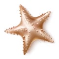 Vector realistic 3d starfish sea invertebrate a Royalty Free Stock Photo