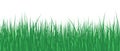 Vector realistic detailed illustration grass seamless pattern isolated