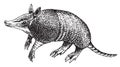 Vector realistic drawing sketch wild animal armadillo Royalty Free Stock Photo
