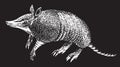 Vector realistic drawing sketch wild animal armadillo Royalty Free Stock Photo