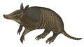 Vector realistic drawing sketch wild animal armadillo Royalty Free Stock Photo