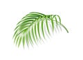 Vector realistic fern tropical plant green leaf