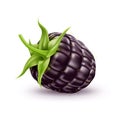 Vector realistic fresh blackberry bramble fruit a