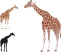 Vector realistic giraffe