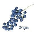 Vector realistic grapes on a white background