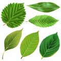 Vector realistic green leaves collection