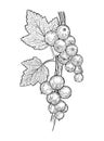 Vector realistic, hand-drawn black and white sketch of a currant berries and leaves on a branch