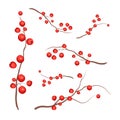 Vector realistic holly ilex branch with berry set