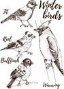 Vector realistic hand drawn set of birds. Best for greeting card, poster, packaging