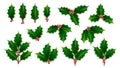 Vector Realistic Holly, Ilex Branch with Berry and Leaves, Mistletoe set. Christmas, New Year Holiday Celebration Symbol