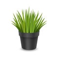 Vector realistic houseplant in a pot. Ornamental houseplant. Vector EPS 10 format