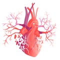 Vector realistic Human heart. Anatomy concept. illustration