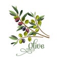 Vector realistic illustration of black and green olives branch isolated on white background. Royalty Free Stock Photo