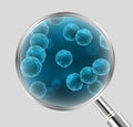 Vector realistic illustration of blue cocci bacteria cell types under magnifying lens isolated on grey background Royalty Free Stock Photo