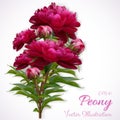 Vector realistic illustration of pion branch isolated on white background. Flowers of dark red peony