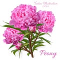 Vector realistic illustration of pion branch isolated on white background. Flowers of pink peony