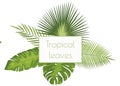 Vector realistic illustration set of tropical leaves Royalty Free Stock Photo