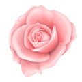 Vector realistic image of a pink rose flower Royalty Free Stock Photo