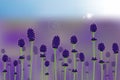 Vector realistic lavender field.