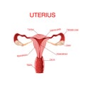 Realistic human internal organ uterus vector design illustration
