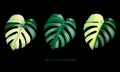 realistic of Monstera Deliciosa plant leaf from tropical forests green and yellow spotted collection on black