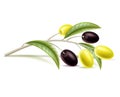 Vector realistic olive branch with leaves, berry
