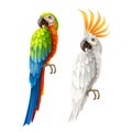 Vector realistic parrots macaw and cockatoo set