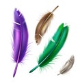 Vector realistic peacock peafowl color feather set Royalty Free Stock Photo