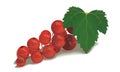 Vector realistic red currant with leaf.