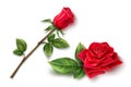 Vector realistic red rose blossom leaf stem set