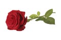 Red Rose Royalty Free Stock Photo