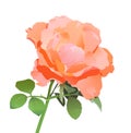 Vector realistic rose