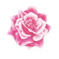 Vector realistic rose blooming blossom mesh Royalty Free Stock Photo