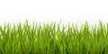 Vector realistic seamless green grass border or frame isolated on white background - nature, ecology, environment, gardening