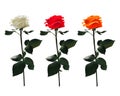 Vector Realistic Set of Roses : White,Red,Orange. on White background Royalty Free Stock Photo