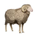 Vector Realistic Sheep