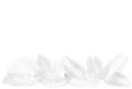 Vector realistic soft white falling fluffy twirled feathers set isolated on on white.