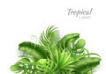 Vector realistic tropical leaves exotic vacation